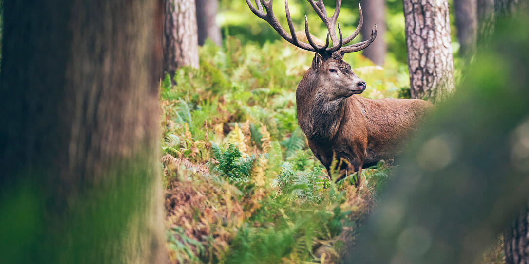 Red deer stag between ferns in autumn forest.