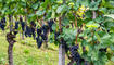 Weinfest in Heiligkreuz, Mels
