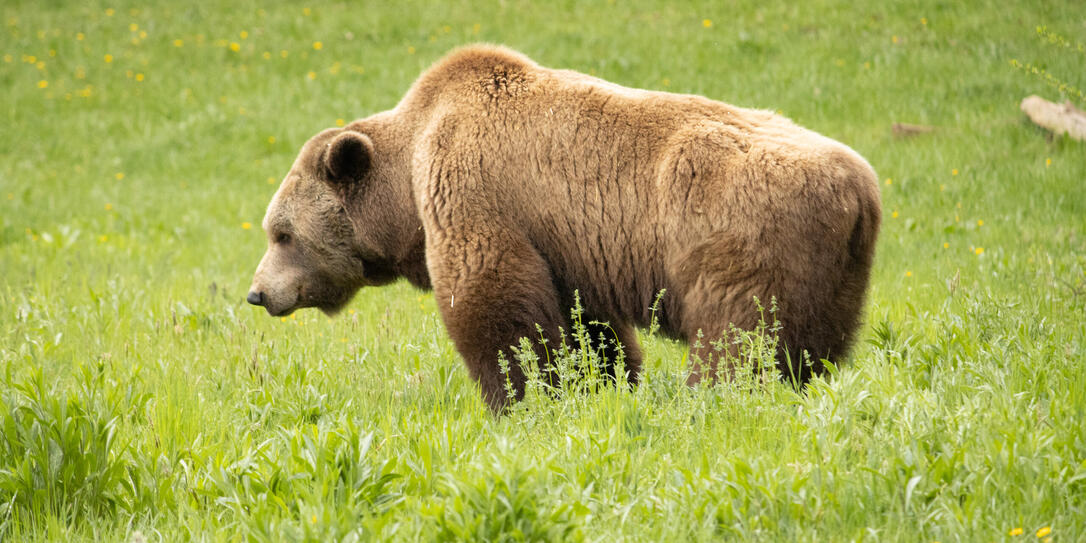 Braunbär