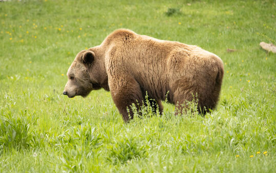 Braunbär