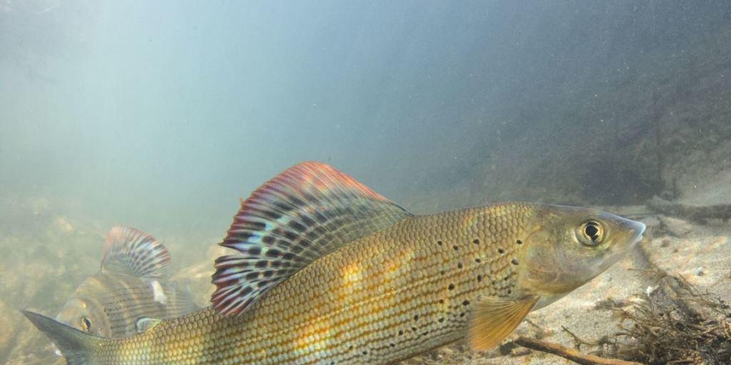 Die Schweiz ist eine richtige Äschenhochburg, mit grossen Vorkommen etwa in Rhein, Aare, und Rhone