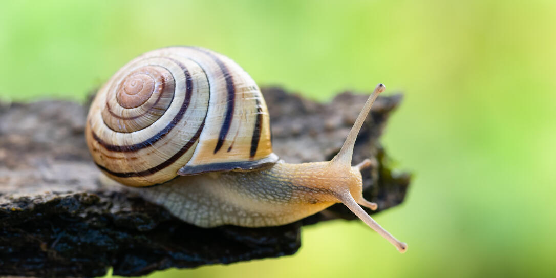 escargot des haies Cepeae nemoralis