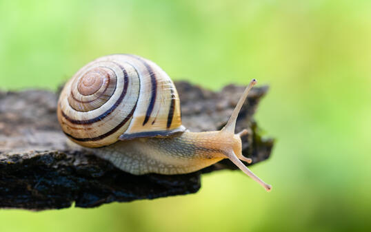 escargot des haies Cepeae nemoralis